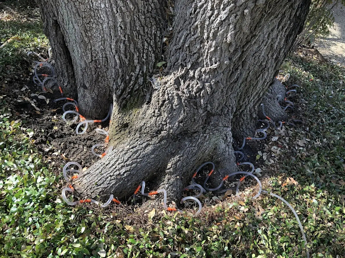 Detailed Tree Cabling and Bracing job site in Jasper